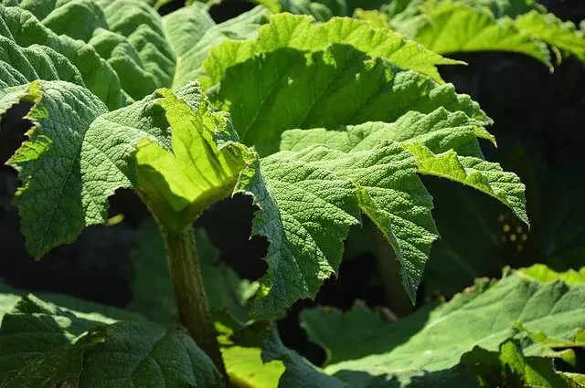 Learn About Composting Rhubarb Leaves