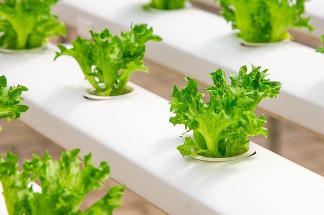 How Often Should You Change Hydroponic Water? Now Answered