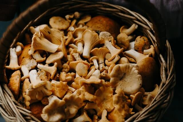 Is It Cheaper To Grow Your Own Mushrooms? Now Answered