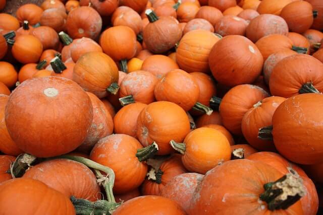 Can You Plant Pumpkin Seeds Straight From The Pumpkin? Now Answered