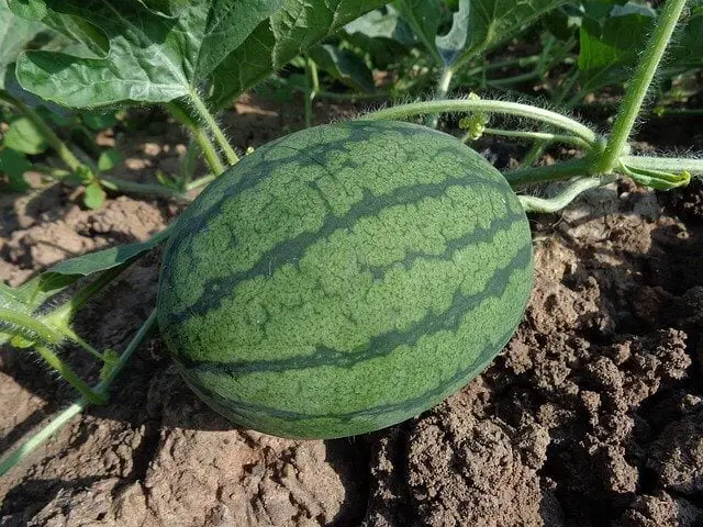 Check Out The Best Watermelon Companion Plants 