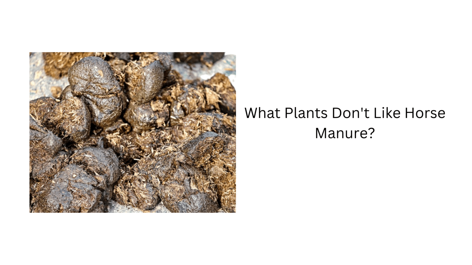 What Plants Don't Like Horse Manure? Now Answered gardener Learn Gardening, Composting