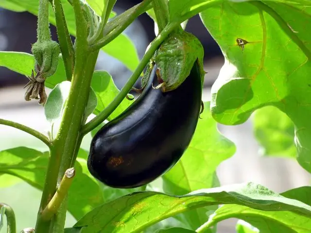 Check Out The Best Eggplant Companion Plants