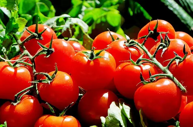 How to Use Horse Manure for Tomatoes