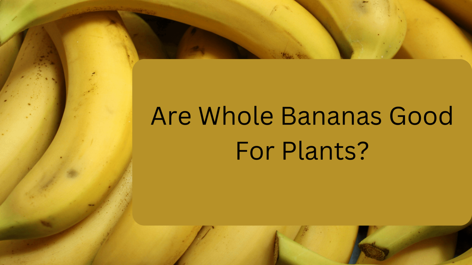 Are Whole Bananas Good For Plants? gardener Learn Gardening