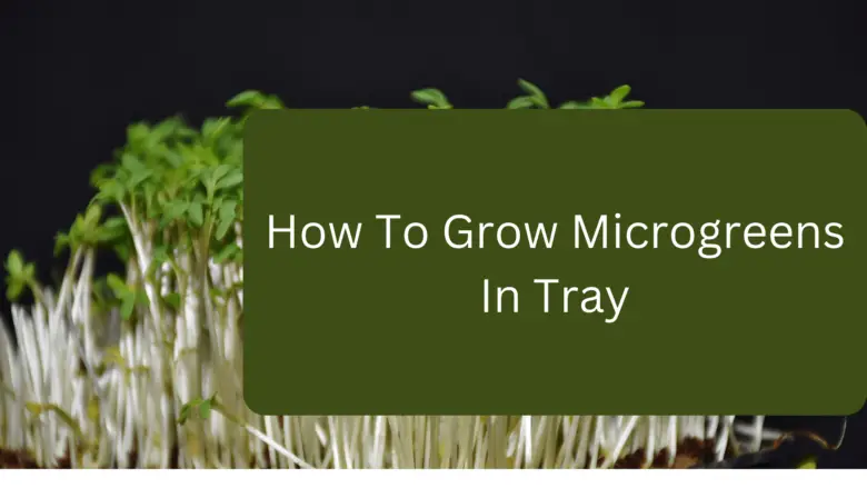 How To Grow Microgreens In Tray