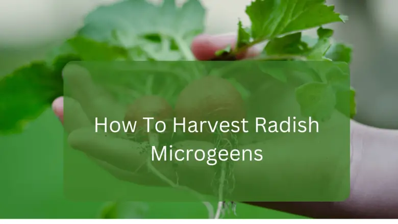 How To Harvest Radish Microgeens
