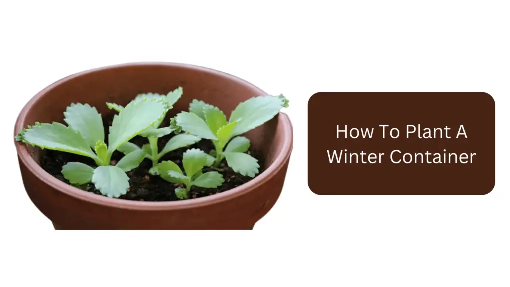 How To Plant A Winter Container