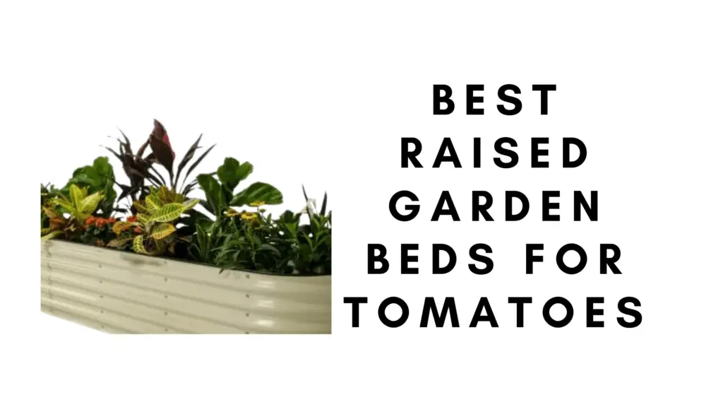 4 Best Raised Garden Beds for Tomatoes
