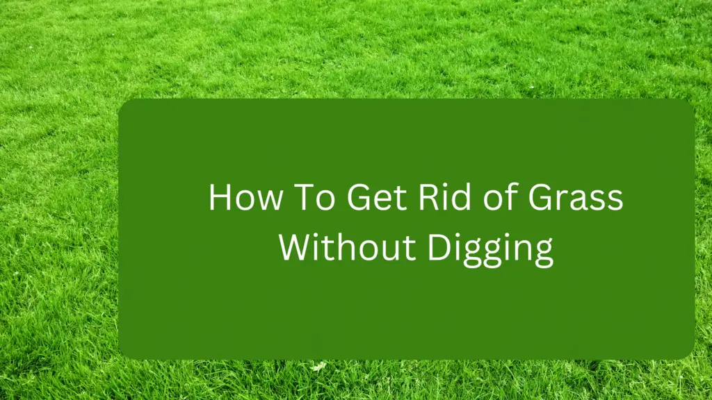 How To Start Soilless Farming at Home (Step By Step Guide