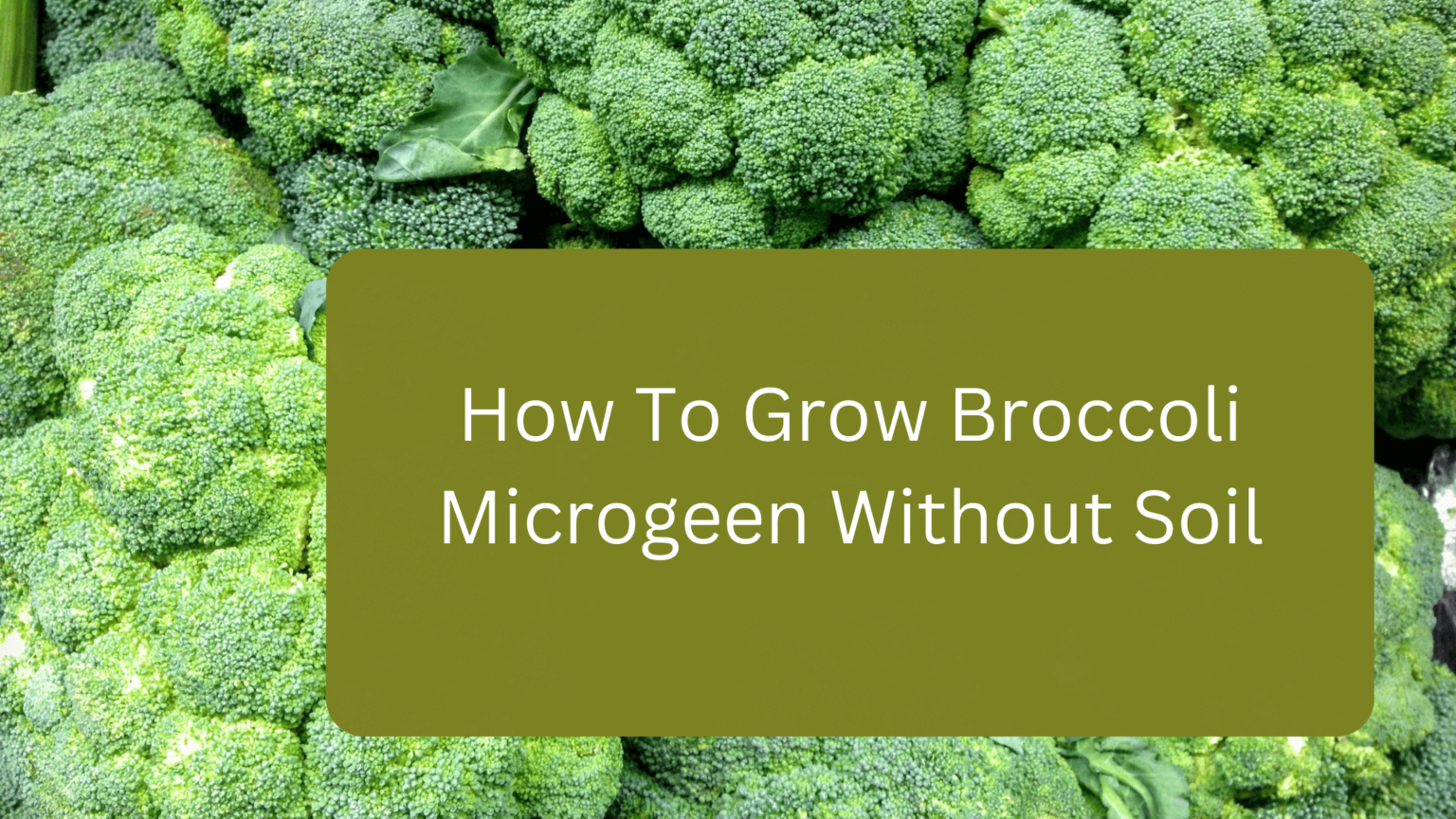 How To Grow Broccoli Microgeen Without Soil gardener Learn