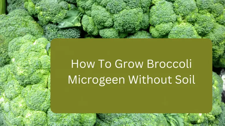 How To Grow Broccoli Microgeen Without Soil