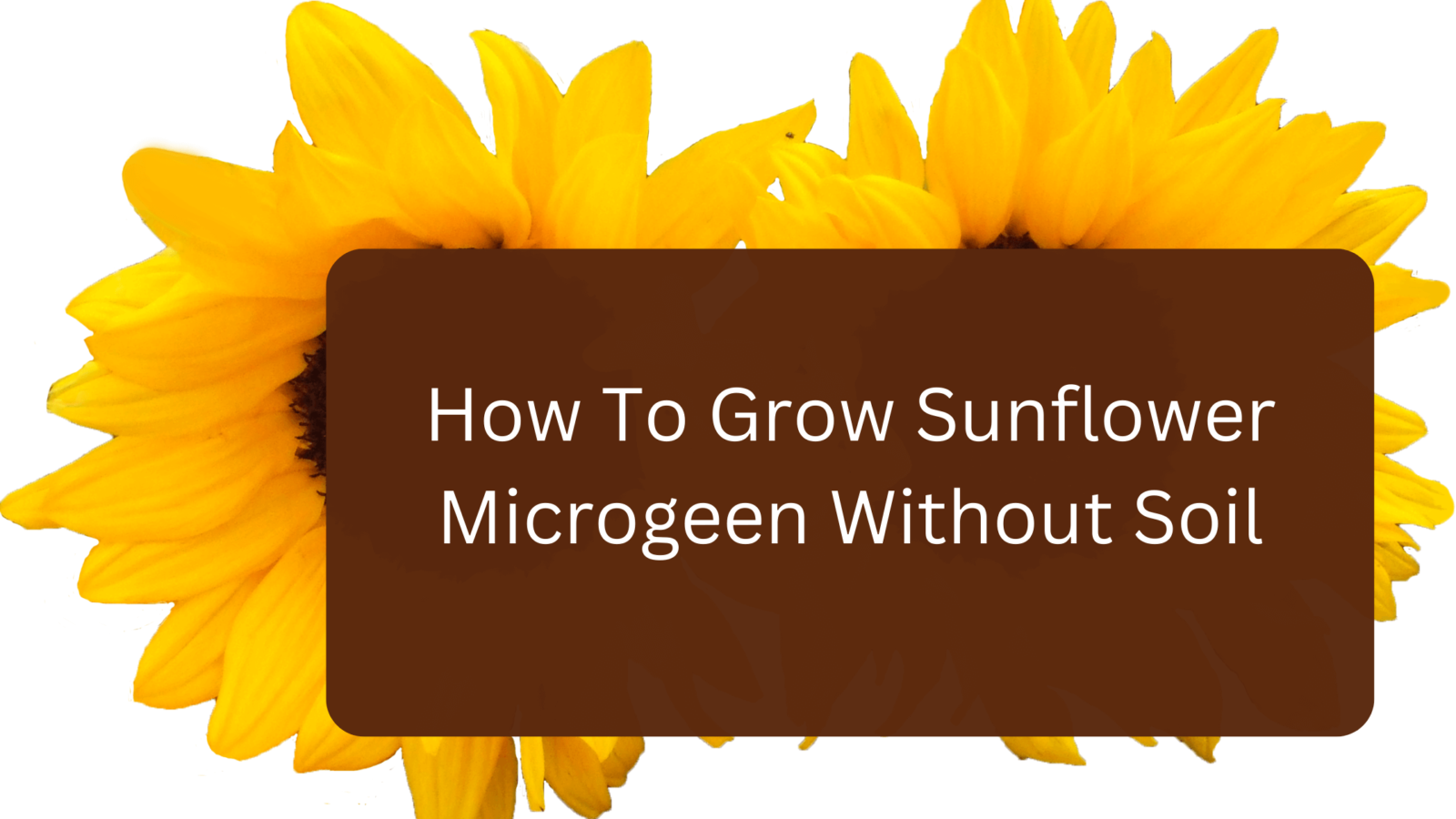 How To Grow Sunflower Microgeen Without Soil gardener Learn