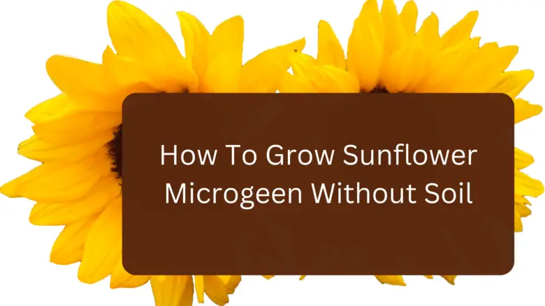 How To Grow Sunflower Microgeen Without Soil