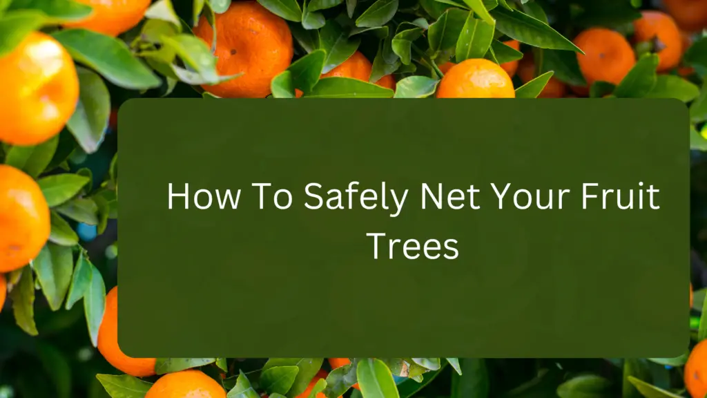 How To Safely Net Your Fruit Trees (A Quick Guide) gardener