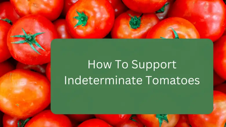 How To Support Indeterminate Tomatoes