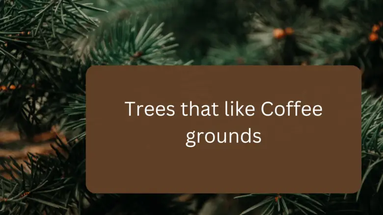 8+ Trees That Like Coffee Grounds
