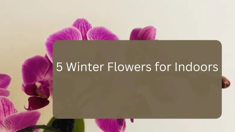5 Best Winter Flowers for Indoors
