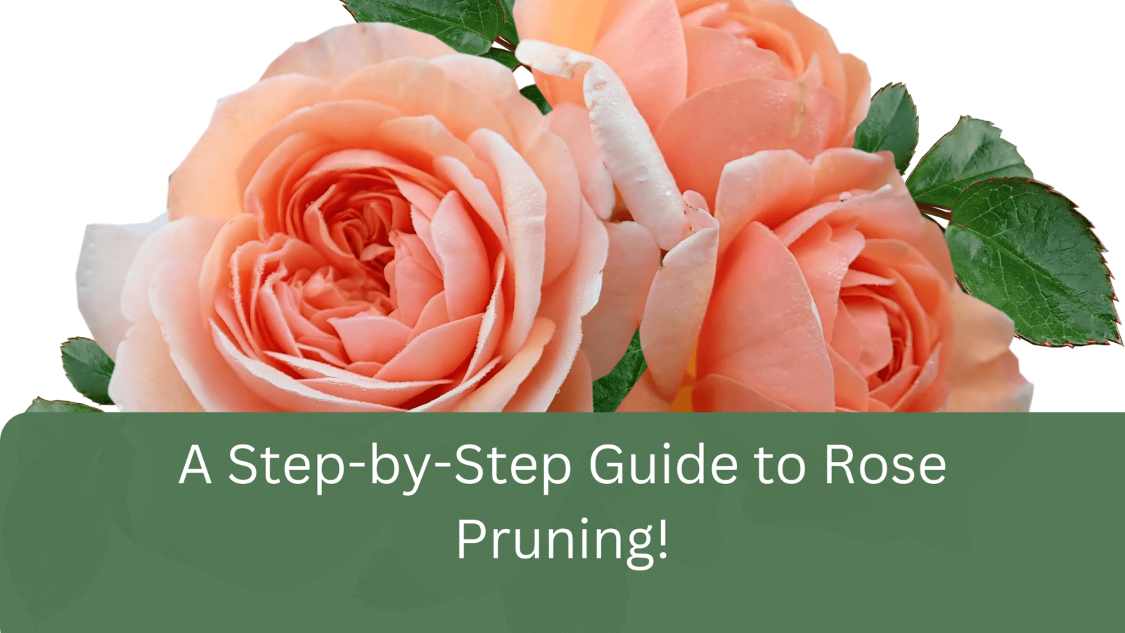How To Grow Roses From Seeds gardener Learn Gardening, Composting, And Waste Management