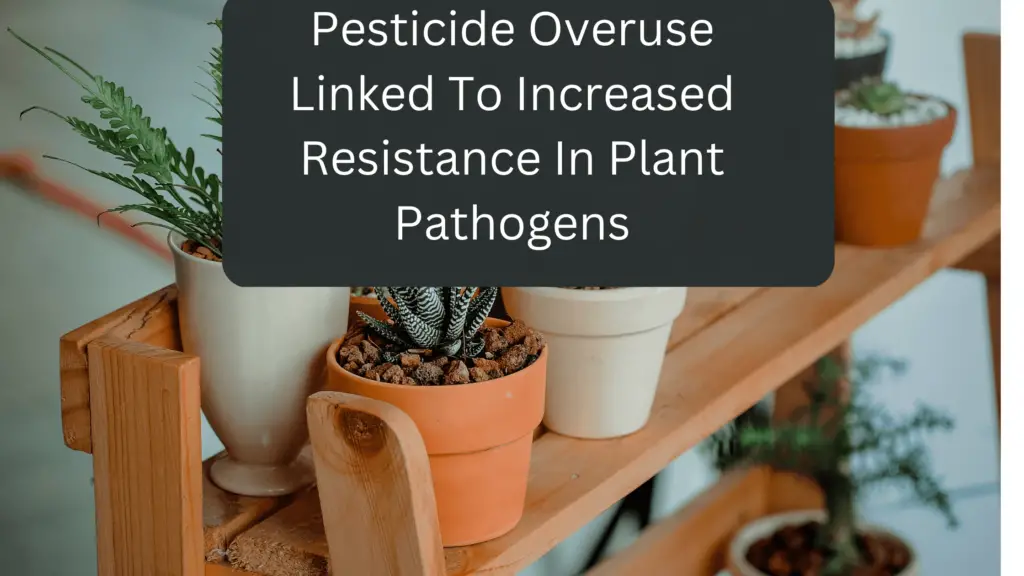 What To Spray On Tomato Plants To Keep Bugs Away? Now Answered