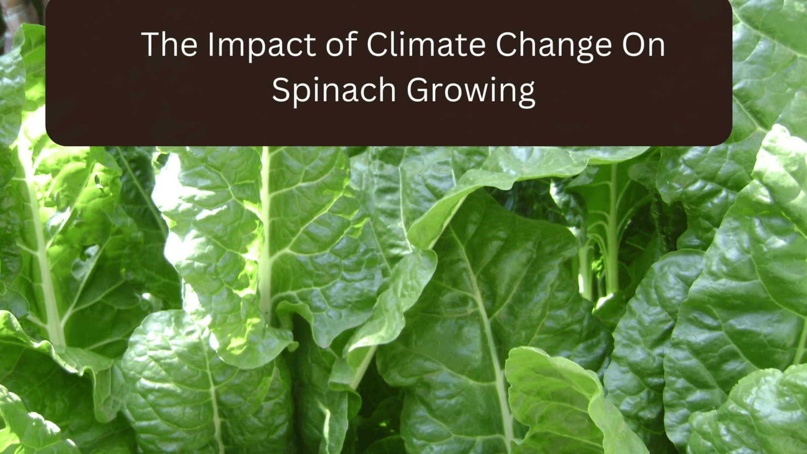 7 Best Spinach Companion Plants gardener Learn Gardening, Composting, And Waste Management