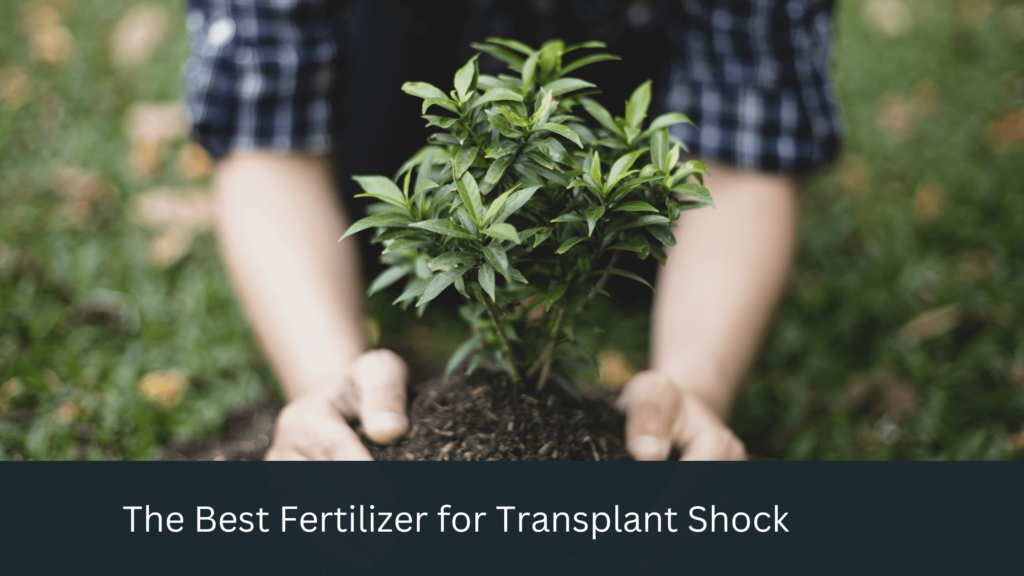 The Best Fertilizer for Transplant Shock