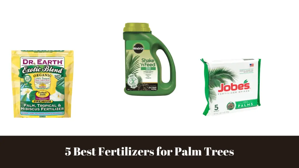 5 Best Fertilizers for Palm Trees Reviews And Buyer's Guide