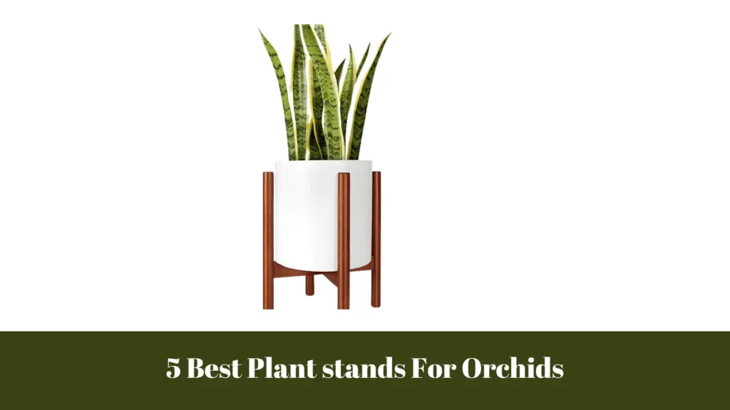 5 Best Plant stands For Orchids