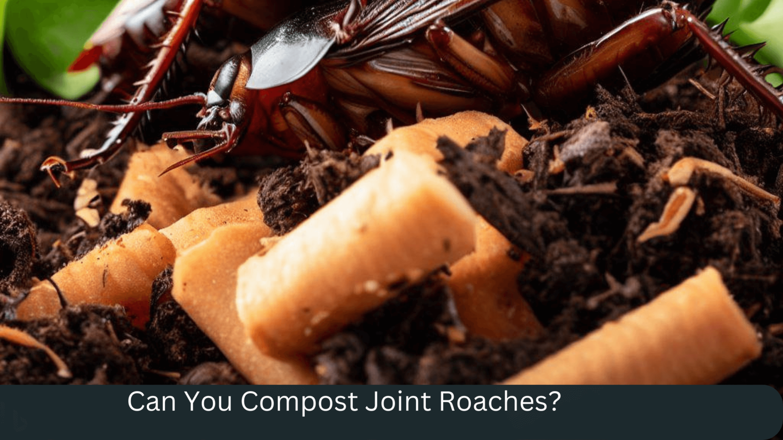 Can You Compost Joint Roaches? Now Answered Webgardener Learn Gardening, Composting, And