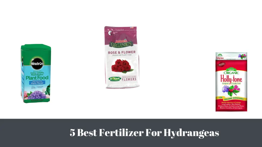 5 Best Fertilizers For Hydrangeas