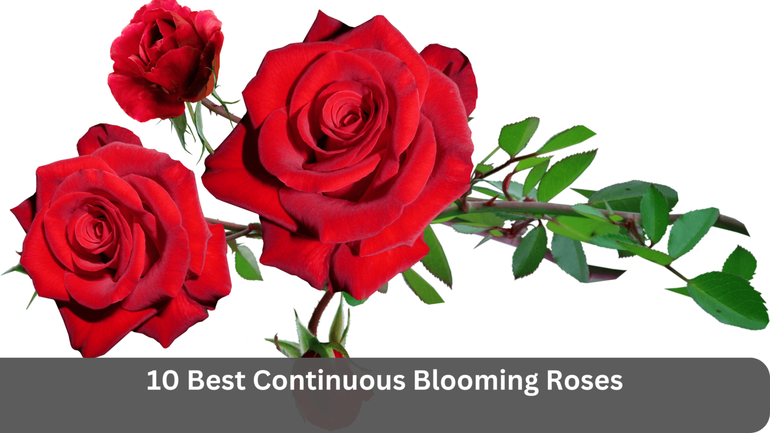 10 Best Continuous Blooming Roses gardener Learn Gardening