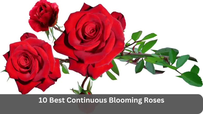 10 Best Continuous Blooming Roses