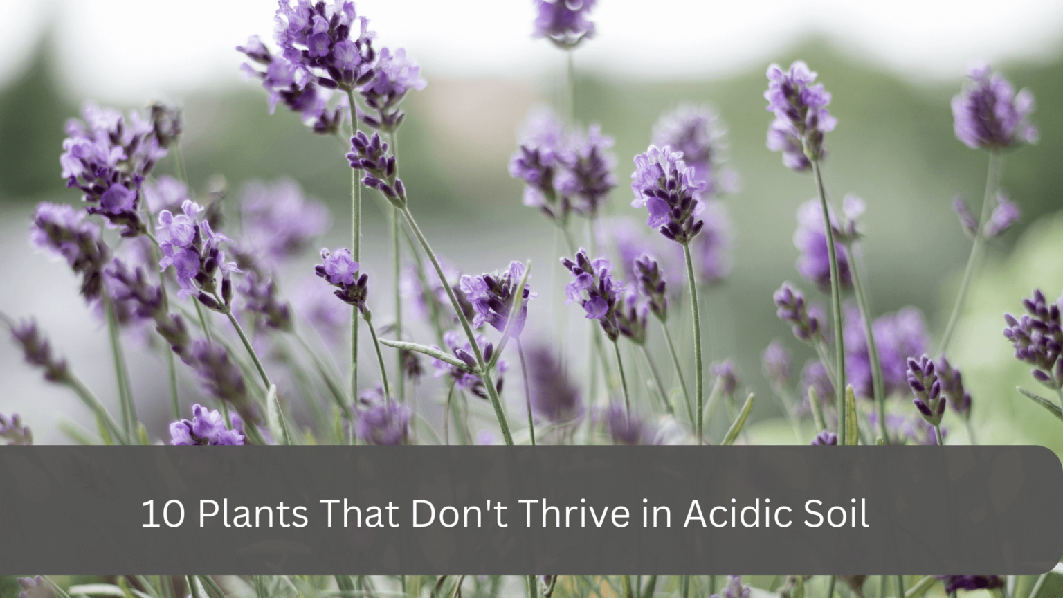 10 Plants That Don't Thrive in Acidic Soil gardener Learn