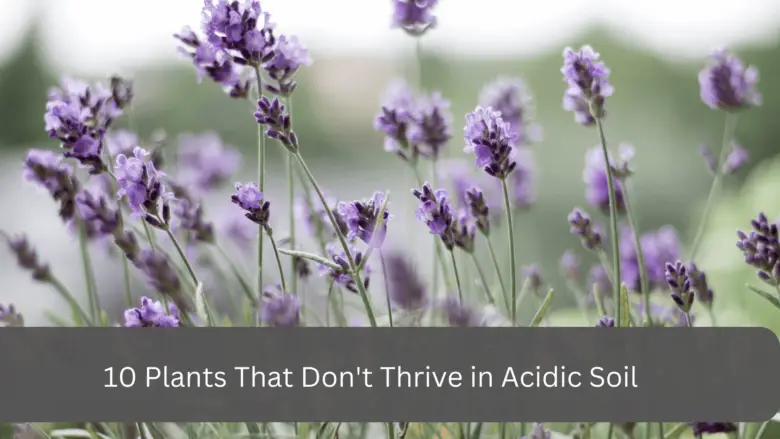 10 Plants That Don't Thrive in Acidic Soil