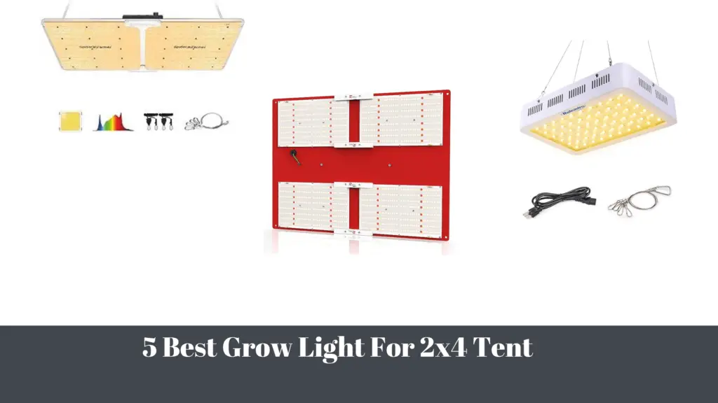 5 Best Grow Light For 2x4 Tent