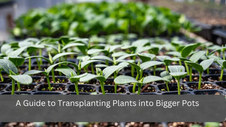A Guide to Transplanting Plants into Bigger Pots
