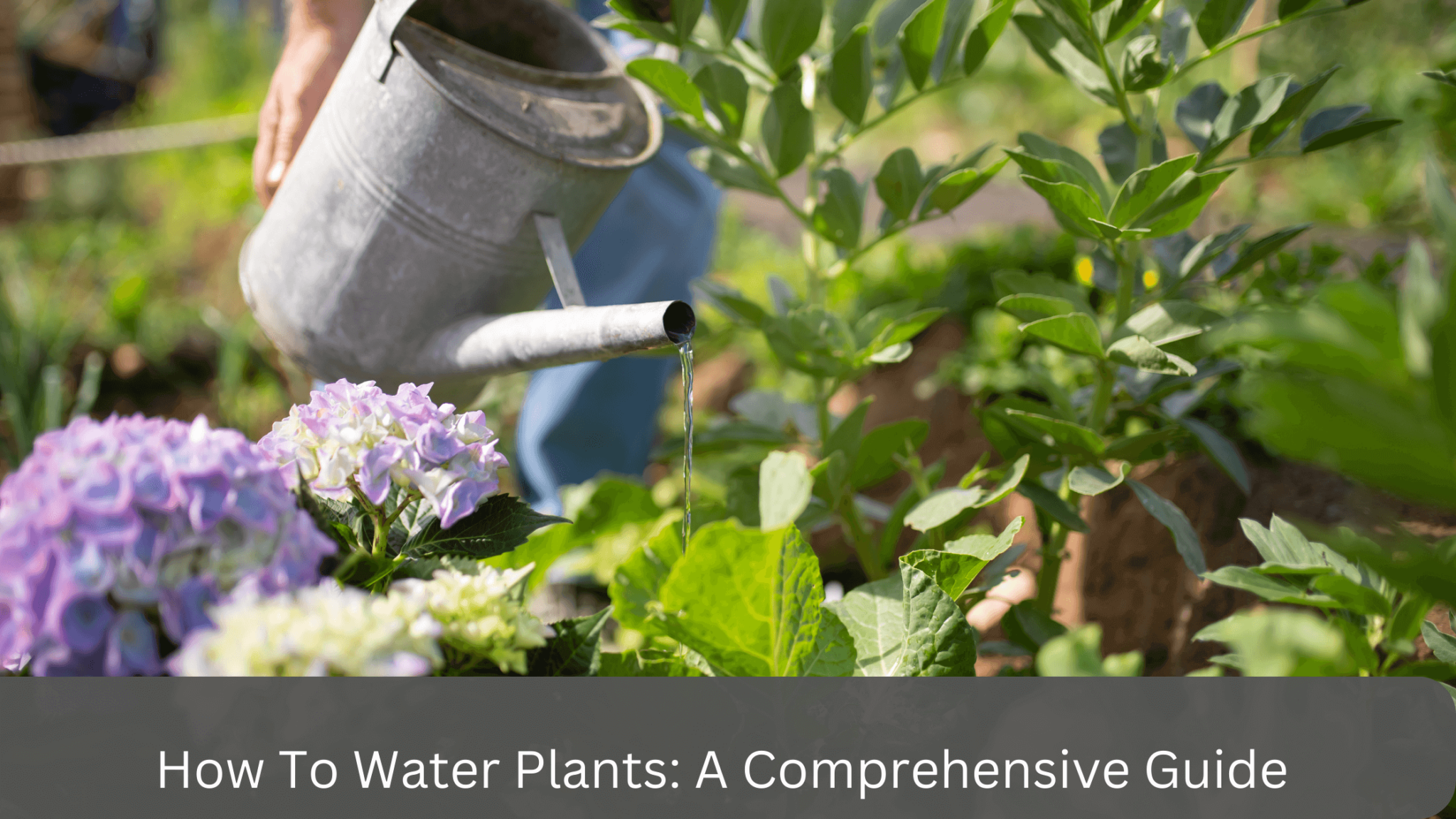 How To Water Plants A Comprehensive Guide gardener Learn Gardening, Composting, And