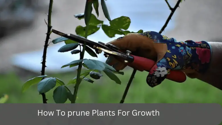How To prune Plants For Growth