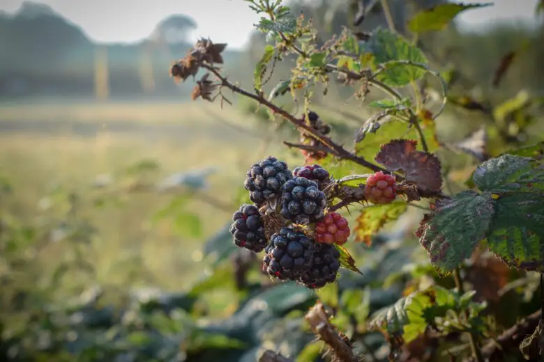 blackberries and brambles