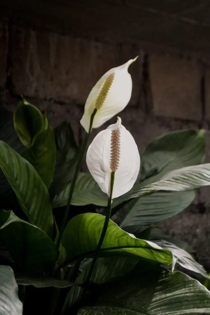 a peace lily