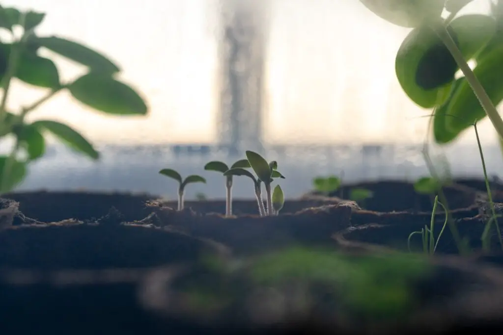 veggie plants sprouting tiny leaves next to a windowsill, best vegetables to grow on windowsill