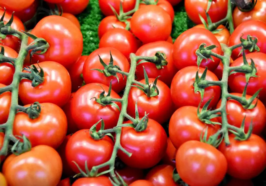 a cold variety of red tomatoes, can tomatoes survive the winter