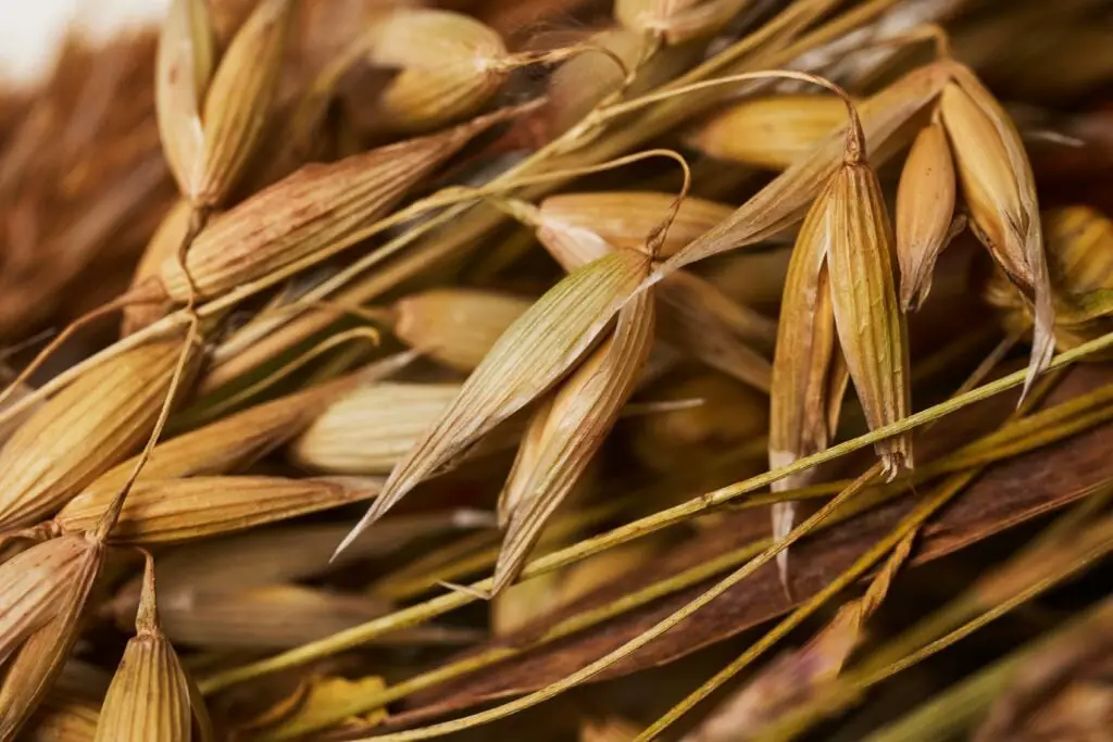 wheat seed-heads, how to harvest seeds from a garden